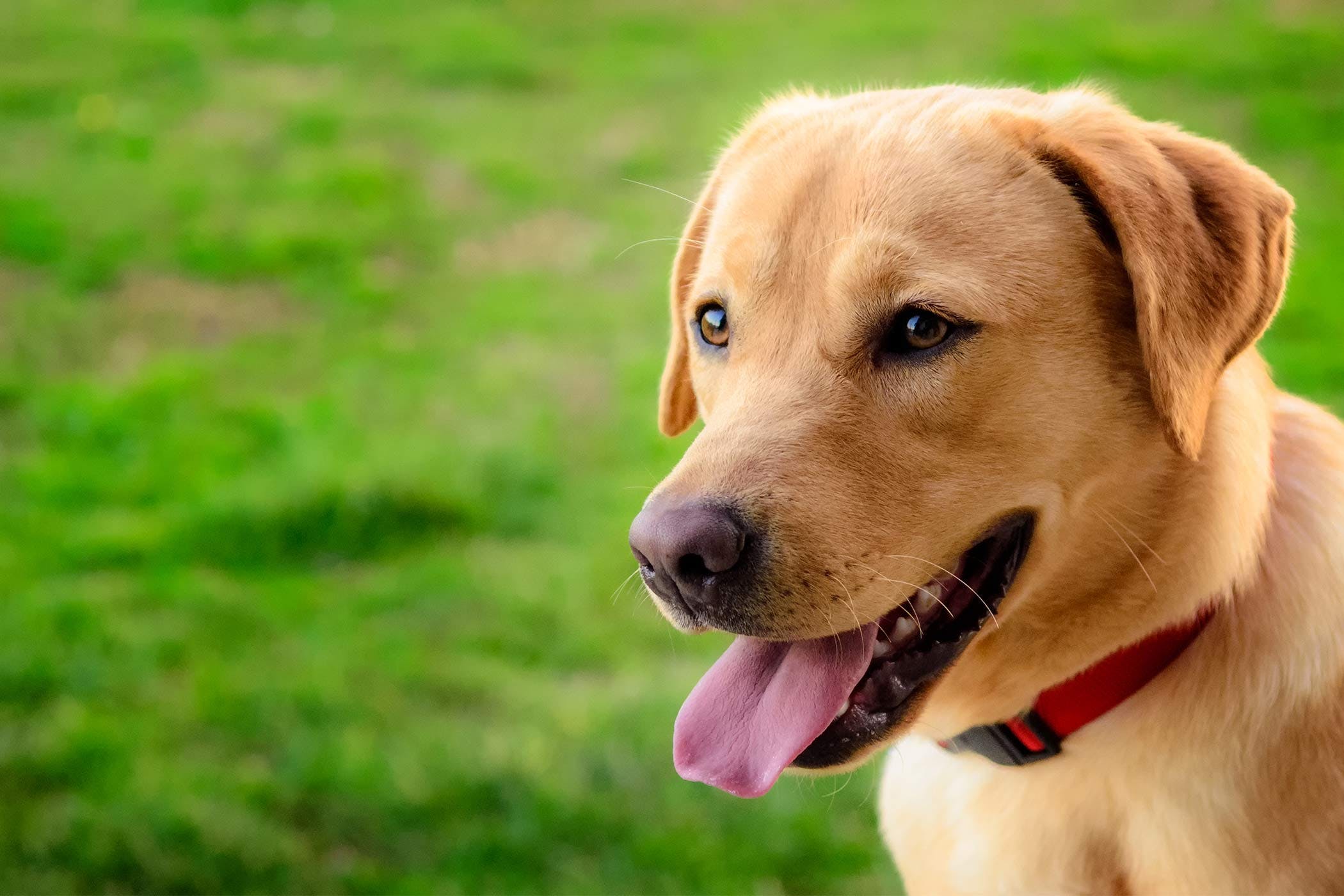 Labrador Retriever BURVET Bursa Veteriner Kliniği
