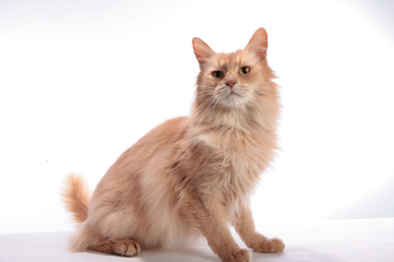 Kedi Bilgi Bankası arşivleri BURVET Bursa Veteriner Kliniği